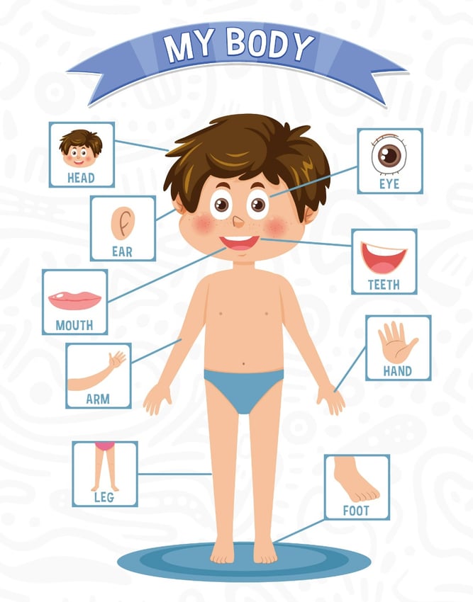 ABA Tex My Body Chart Chart Wall Poster